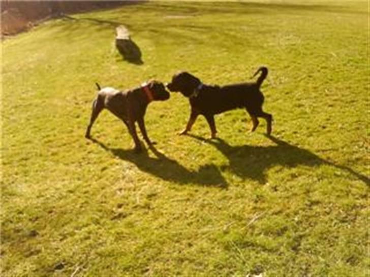 Rottweiler cæzar - CÆZAR & SANTANA billede 3