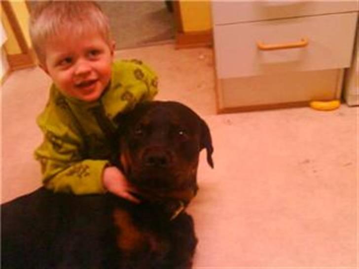 Rottweiler cæzar - MUSSEN & MASS billede 4