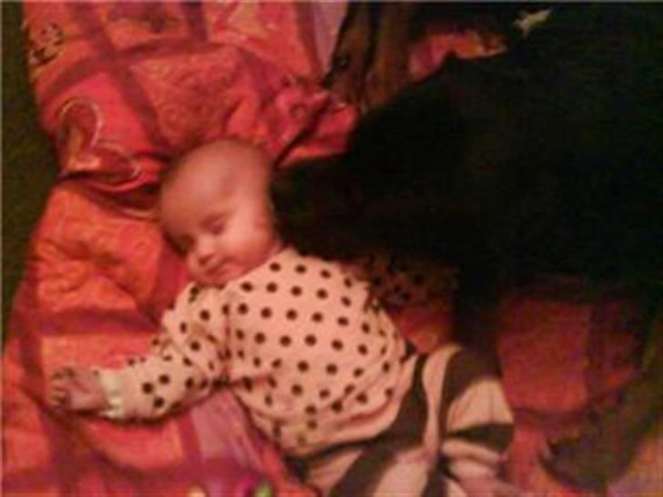 Rottweiler cæzar - BABY NUSSNING billede 5