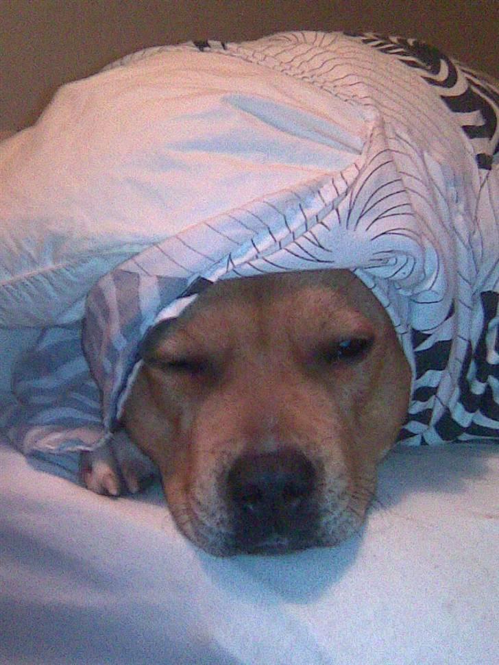 Staffordshire bull terrier Jackie billede 1