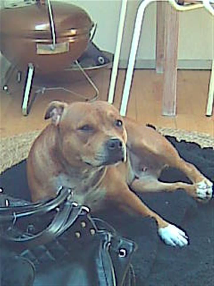 Staffordshire bull terrier Jackie billede 2