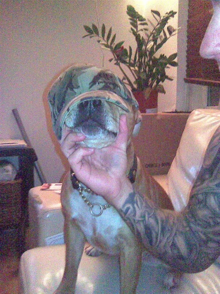 Staffordshire bull terrier Jackie billede 3