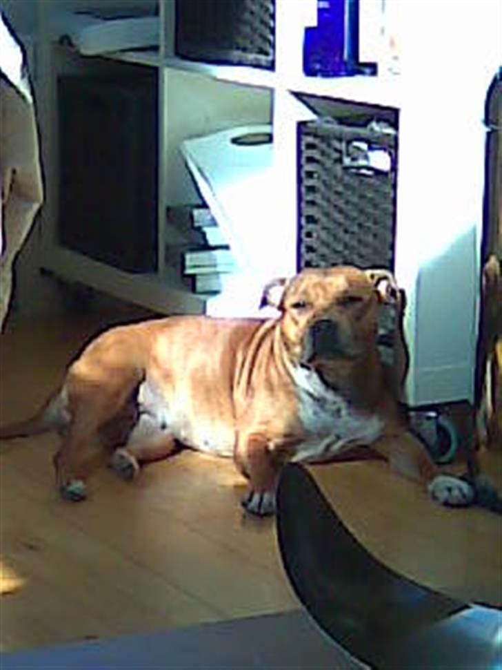 Staffordshire bull terrier Jackie billede 4