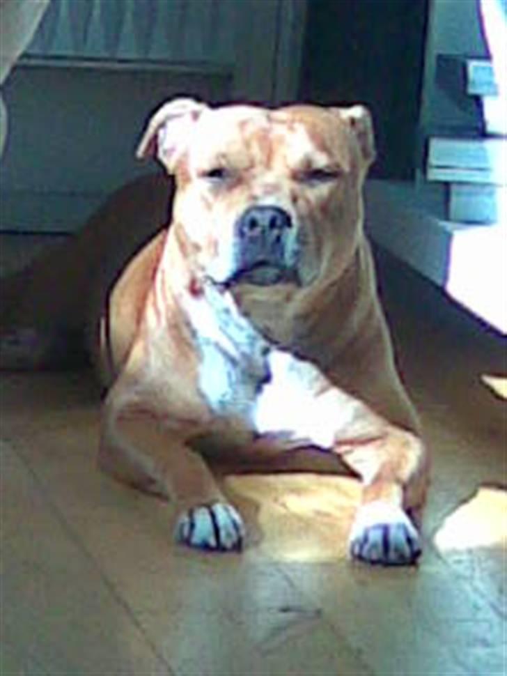 Staffordshire bull terrier Jackie billede 5