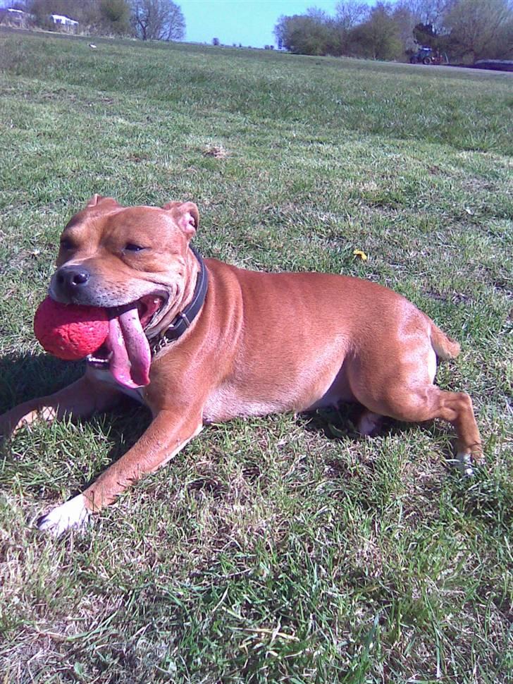 Staffordshire bull terrier Jackie billede 6