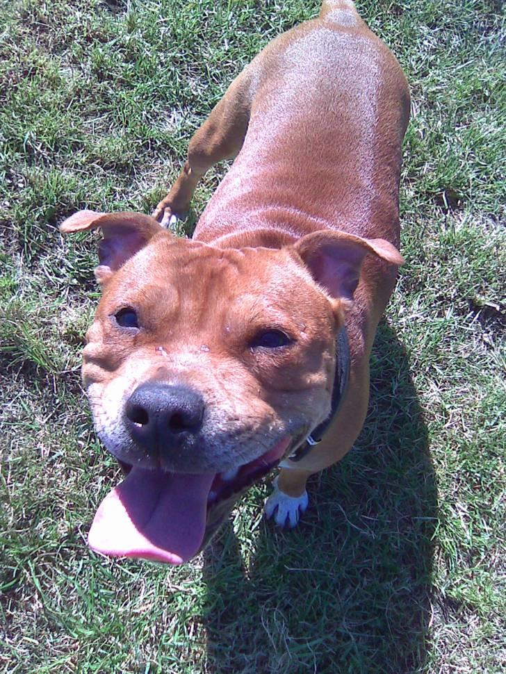 Staffordshire bull terrier Jackie billede 7