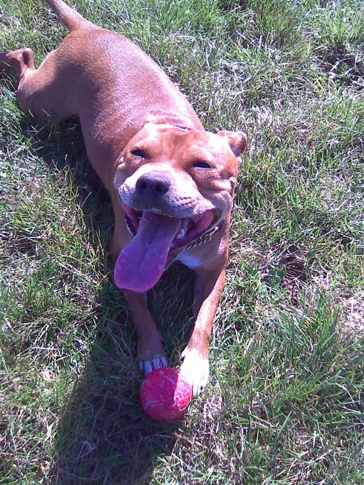 Staffordshire bull terrier Jackie billede 8