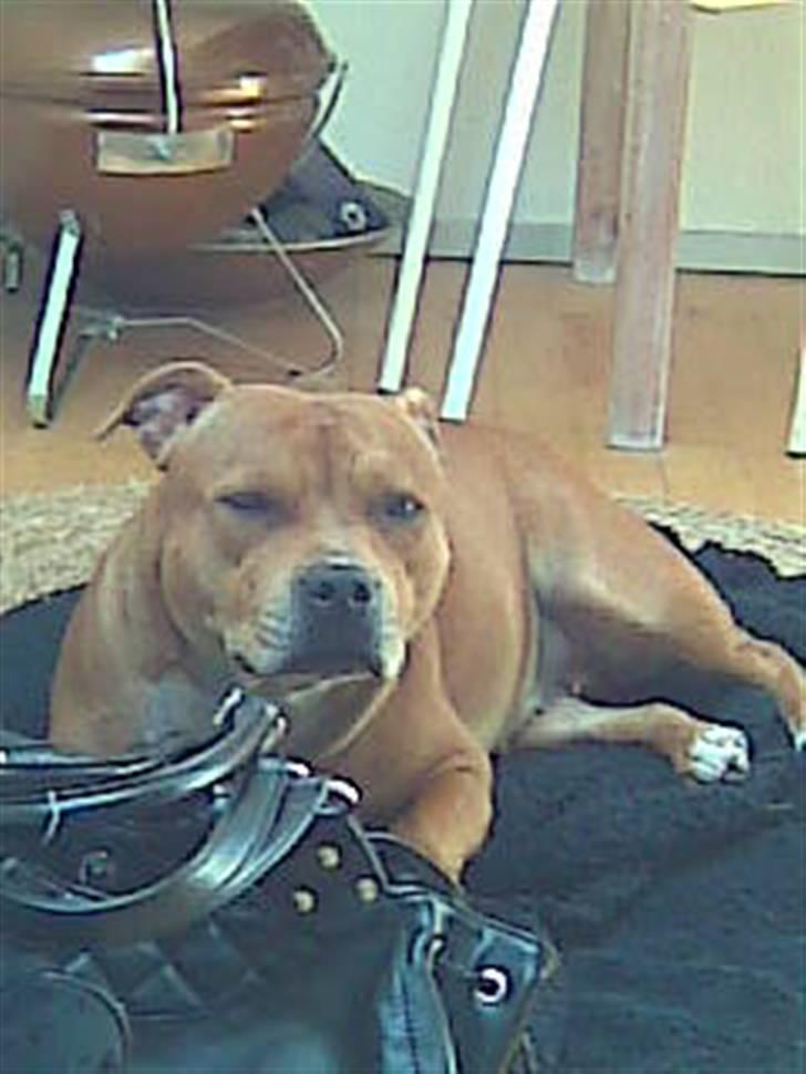 Staffordshire bull terrier Jackie billede 9
