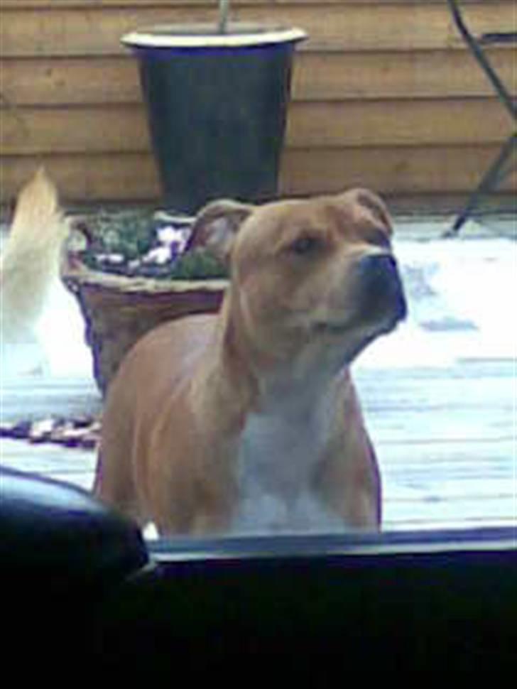 Staffordshire bull terrier Jackie billede 10