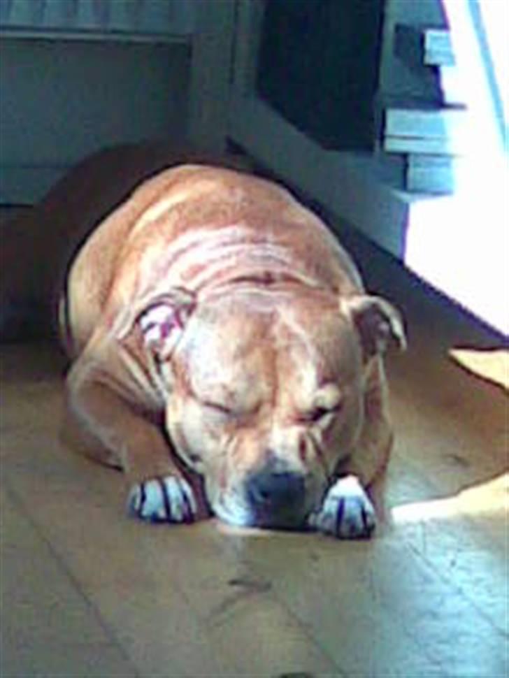 Staffordshire bull terrier Jackie billede 11