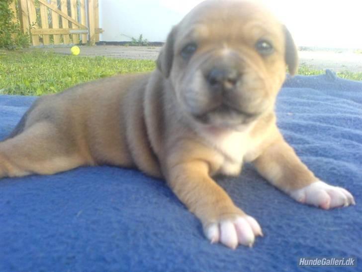 Staffordshire bull terrier Jackie billede 12