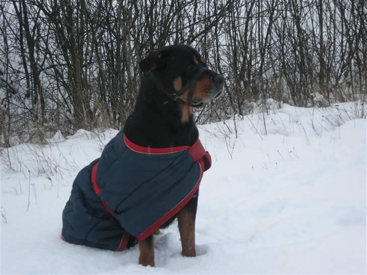 Rottweiler kaja - mums der er ikke noget beder end at ligge her og slænge den billede 1