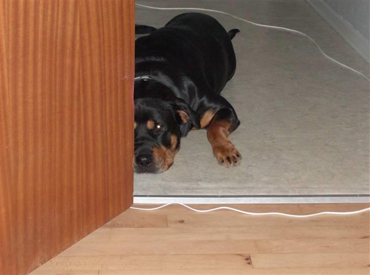 Rottweiler kaja - Jeg holder øje med dig for jeg har set den snor du gemmer omme på ryggen billede 2