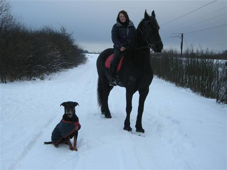 Rottweiler kaja - hehe se lige hvad jeg har fundet billede 3