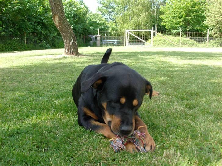 Rottweiler kaja - den smager bare super billede 4