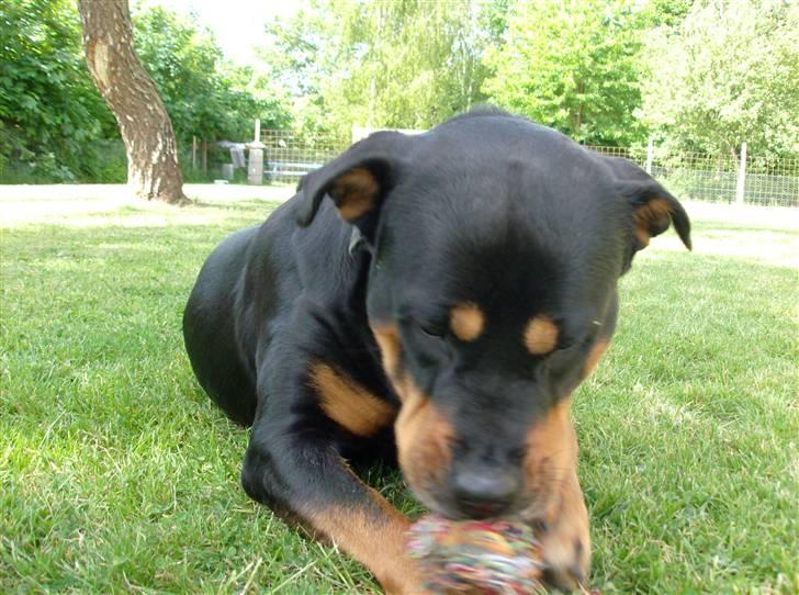 Rottweiler kaja - nu begynder du vist lige at komme lidt for tæt på billede 5