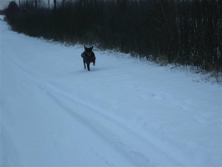 Rottweiler kaja - hey det er min gå så billede 6