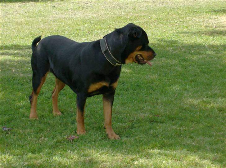 Rottweiler kaja - opdagede lige min lege kammerats bold billede 7