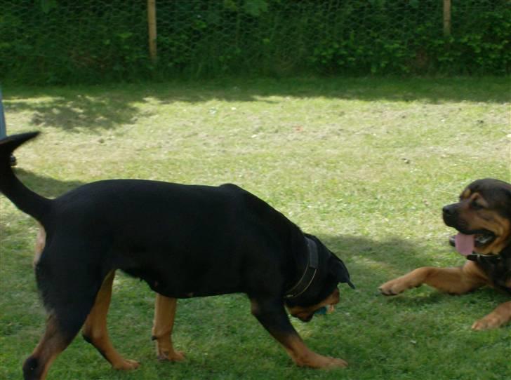 Rottweiler kaja - nu lusker jeg lige lidt billede 8