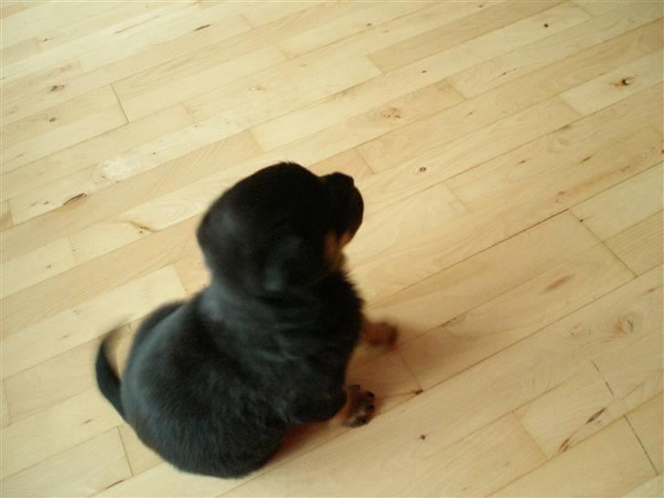 Rottweiler kaja - et kuld efter kaja SOLGT billede 9