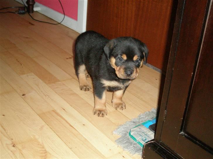 Rottweiler kaja - SOLGT billede 10