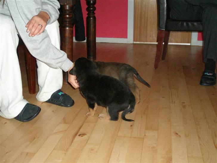 Rottweiler kaja - SOLGT billede 11