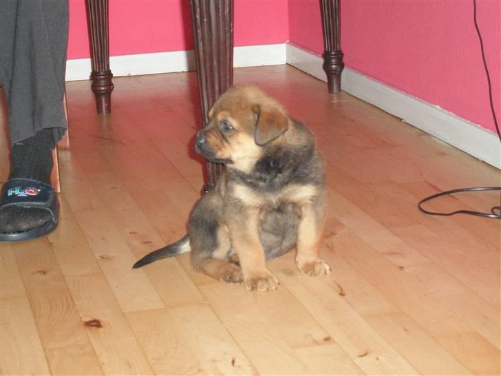 Rottweiler kaja - SOLGT billede 12