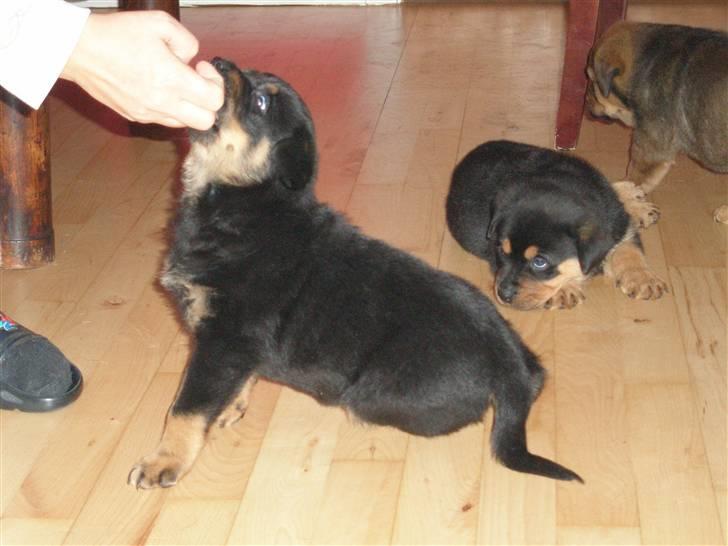 Rottweiler kaja - SOLGT billede 13