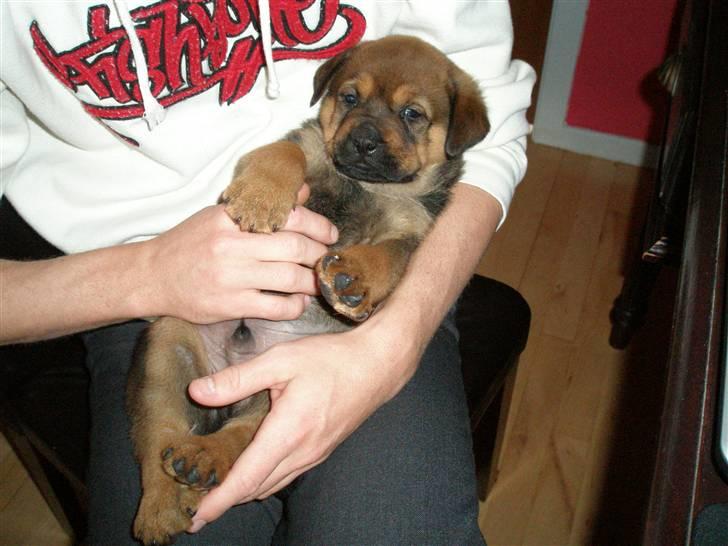 Rottweiler kaja - SOLGT billede 14