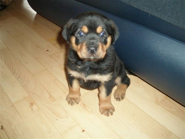 Rottweiler kaja - SOLGT billede 15