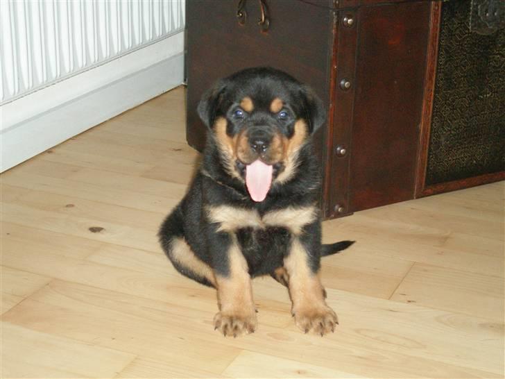 Rottweiler kaja - SOLGT billede 16
