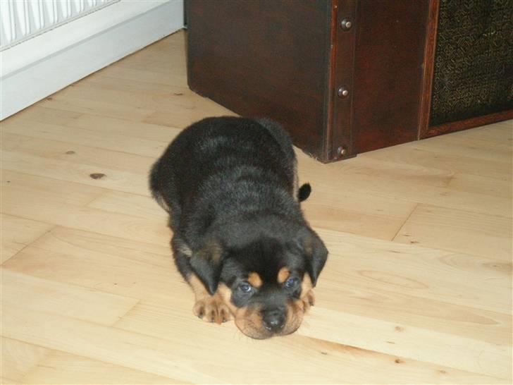 Rottweiler kaja - SOLGT billede 17