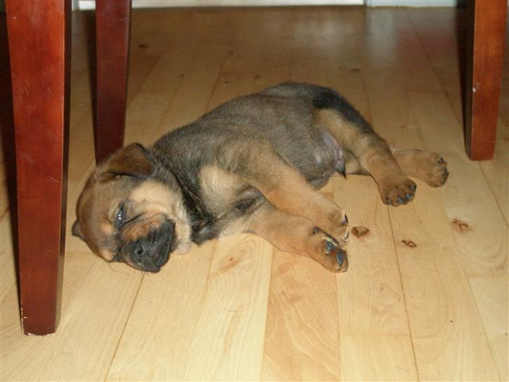 Rottweiler kaja - SOLGT billede 18