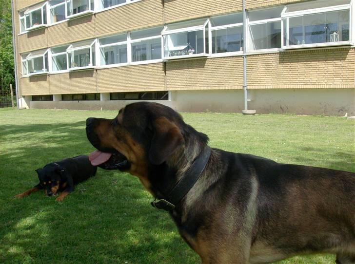 Blanding af racer spike - holder lige øjet på noget andet billede 1
