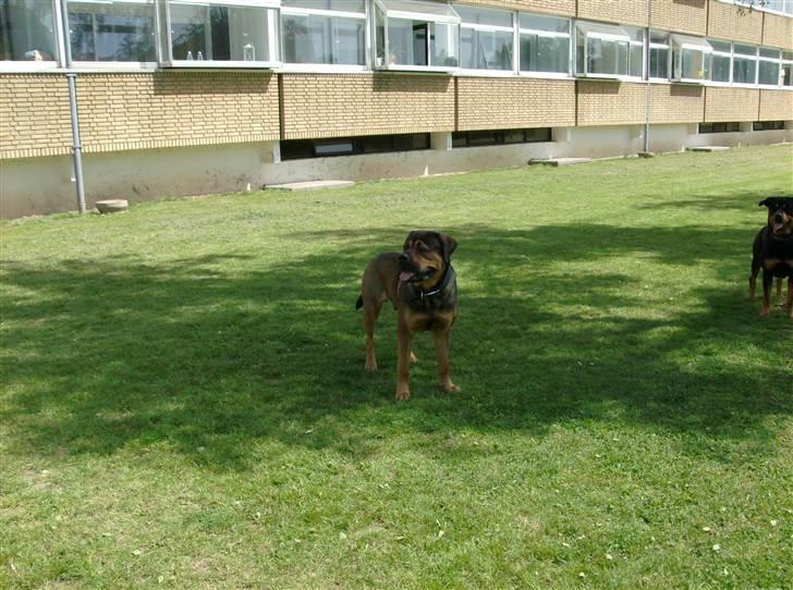 Blanding af racer spike - lækkerier når det er bedst billede 2