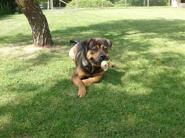 Blanding af racer spike - se mig dog lige billede 3