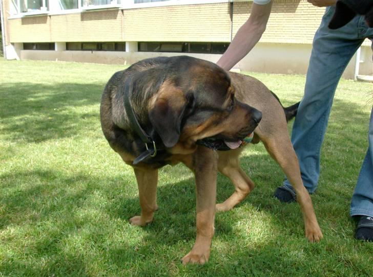 Blanding af racer spike - uha det klør lige der billede 4