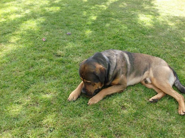 Blanding af racer spike - hehe jeg har boldten billede 5