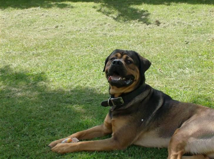 Blanding af racer spike - ligger lige og slænger mig billede 6