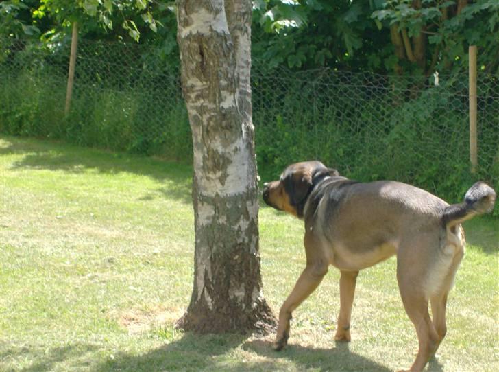 Blanding af racer spike - mums bark smager bare godt billede 7