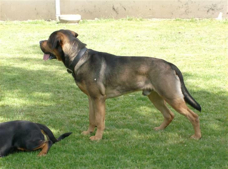 Blanding af racer spike - jeg står lige og ser stor ud billede 8