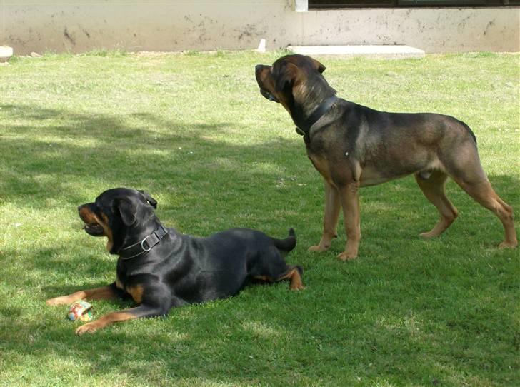 Blanding af racer spike - hov var det en kat  billede 9