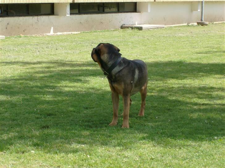 Blanding af racer spike - det fatter jeg ikke det her billede 10