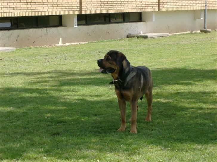 Blanding af racer spike - hey var der nogen der sagde noget billede 11