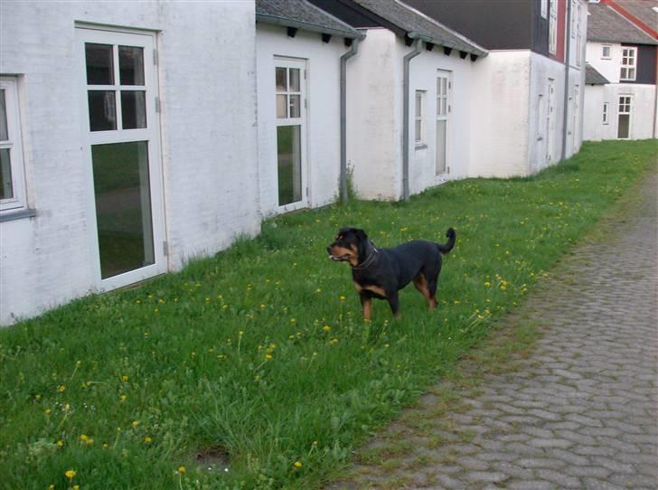 Rottweiler kaja billede 19