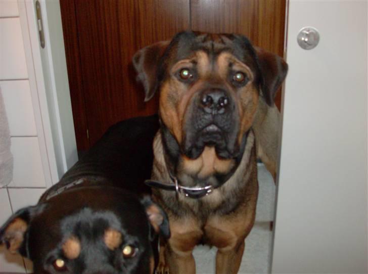 Blanding af racer spike - Hov er du der billede 14