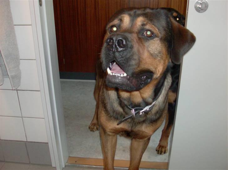 Blanding af racer spike - hvad er det du har der? billede 15