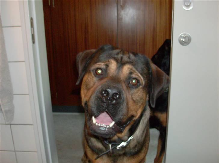 Blanding af racer spike - Hvad er det lige du laver ude på mit toilet billede 16