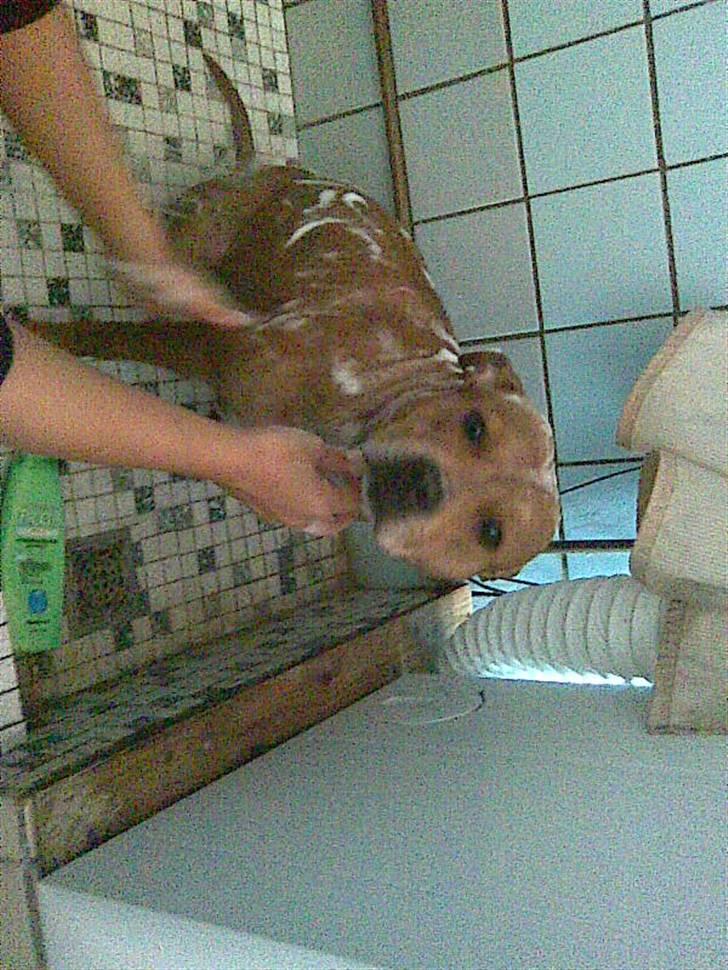 Staffordshire bull terrier Jackie billede 13