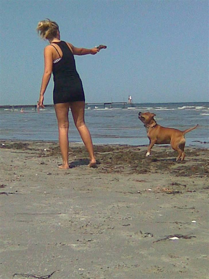 Staffordshire bull terrier Jackie billede 14